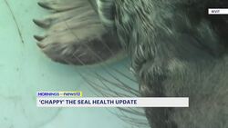 New Haven’s Chappy the Seal treated for pneumonia at Mystic Aquarium News Clip