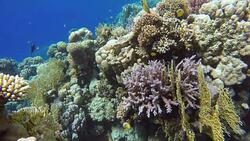 The ocean and the corals. Colorful tropical fish. Stock Footage