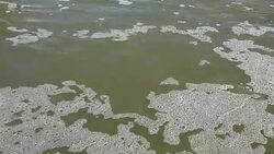 World ecology problem: dirty river water Stock Footage