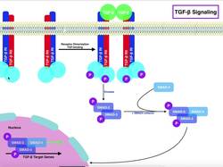 Biosignaling - TGF-β Signaling Pathway Instructional Video