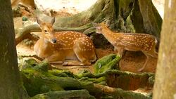 Wildlife scene. Beautiful young fallow whitetail deer, wild mammal animal in forest surrounding. Spotted, Chitals, Cheetal, Axis, Cervus nippon or Japanese deer grazing in natural habitat in the sun. Stock Footage