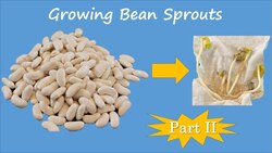Growing Bean Sprouts - Part 2 Instructional Video