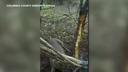 Deer Rescued After Being Stuck in Barbed Wire for Two Days News Clip