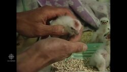 Canada's falcon population back from brink of extinction News Clip