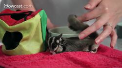 How to Bond with a Sugar Glider Instructional Video