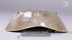 These Crabs Have Been Crawling Before the Dinosaurs Instructional Video