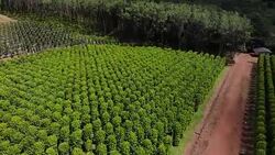 Thailand,Chanthaburi The garden is famous pepper. Pepper plantations of different varieties are found in many places of the Thailand. Black pepper is exported to many countries of the World. Stock Footage