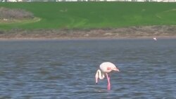 CLEAN : Pink flamingos stop over in Cyprus before heading to Africa News Clip