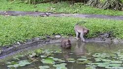 Wild monkeys bathe and play in a water pond on the island of Bali, Indonesia Stock Footage