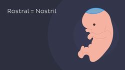 Rostral vs Caudal Instructional Video
