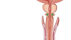 Reproductive system Instructional Video