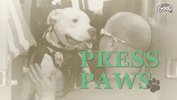 For the Animal Lover In You - Press Paws Instructional Video