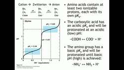 pH Effects on Amino Acid Structures Instructional Video