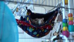 Year of the Rat: Could a pet rat bring luck? News Clip