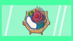 Characteristics of Plants Instructional Video