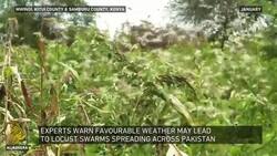 What's caused an outbreak of desert locusts in East Africa and South Asia? News Clip
