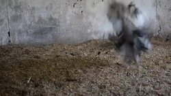 CLEAN : Cuban animal lovers hope new law changes attitudes News Clip