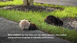 Freed rabbits take hold in Florida neighborhood News Clip