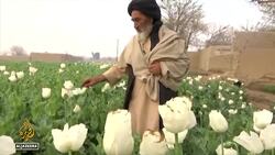 Afghan opium fields bloom as economy wilts News Clip