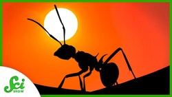 The Climate Crisis Is Changing the Circle of Life Instructional Video