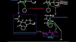 Penicillin: Mechanism of Inhibition of Transpeptidase Instructional Video