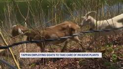 Orangetown using goats to clear invasive plants for first time News Clip