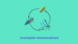 Purpose of Metamorphosis Instructional Video