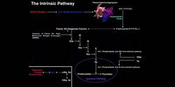 Coagulation | The Intrinsic Pathway of Coagulation Instructional Video