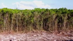 VOICED : Juez suspende indefinidamente construcción de un tramo del "Tren Maya" en México News Clip