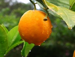 Plantas: introducción Instructional Video