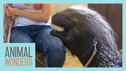 A Training Session With Kizmit the Porcupine Instructional Video