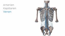 Was ist eine Vene? Instructional Video