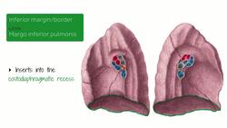 Medial view of the lungs Instructional Video
