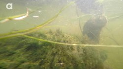 Giant Snapping Turtles! Instructional Video