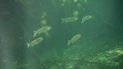 Underwater at Cenote in the Yucatán Peninsula, Mexico Stock Footage