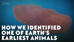 How We Identified One of Earth’s Earliest Animals Instructional Video