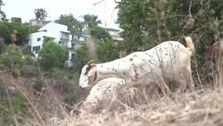 CLEAN : Goats help prevent wildfires in California News Clip