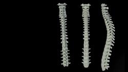 The Human Nervous System - Biopsychology Instructional Video