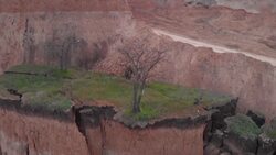 The Green Guardians: Trees and the Fight Against Deforestation Instructional Video