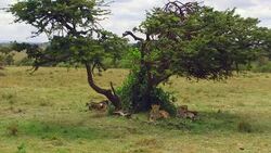 cheetahs lying under tree in savanna at africa Stock Footage