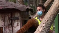 Life goes on as usual in Madrid zoo amid lockdown Instructional Video