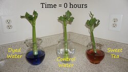 Color Changing Celery Instructional Video