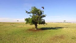 eagle flying away from tree in savannah at africa Stock Footage