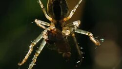 Spider eats the fly. Stock Footage