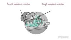 Biology Cells as the Basis of Life: Cell Structure - Plant Cells Part 2 Instructional Video