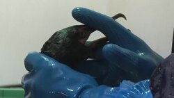 VOICED : Pingüinos de Humboldt rescatados de derrame en Perú reciben esmerada atención News Clip