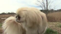 How to Treat Heatstroke in Dogs Instructional Video