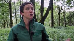 22 million trees planted in climate change battle News Clip