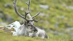 Svalbard Reindeer Stock Footage