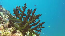 Underwater Green Cup Coral (Tubestrea micrantha) on coral reef Stock Footage